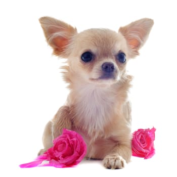 portrait of a cute purebred  puppy chihuahua with rose in front of white background