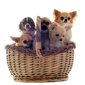 portrait of a cute purebred  five chihuahuas in basket in front of white background