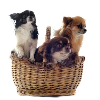 three chihuahuas in a basket in front of a white background