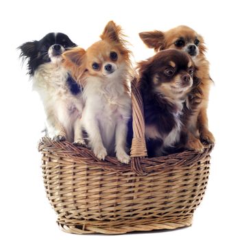 four chihuahuas in a basket in front of a white background