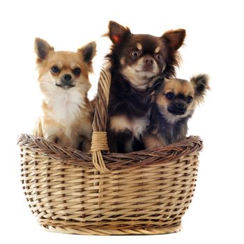 portrait of three chihuahuas in a basket in front of white background