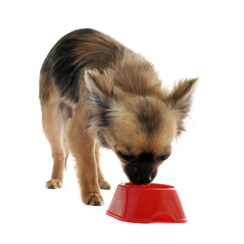 portrait of a cute purebred  puppy chihuahua and his food bowl