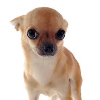 portrait of a cute purebred  puppy chihuahua in front of white background