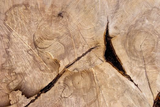 Old tree cutting texture. Wooden background.
