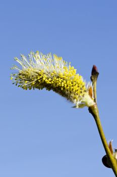 Closeup macro of spring kittens goat willow on background of blue sky. Amazing nature details.