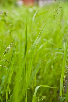 Green fresh blades of grass on a background of the blurred vegetation