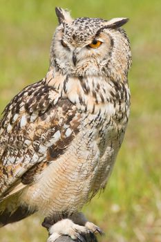 Siberian Eagle Owl or Bubo bubo sibericus - Eagle owl with lighter colored feathers in captivity
