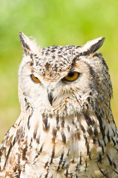 Siberian Eagle Owl or Bubo bubo sibericus - Eagle owl with lighter colored feathers
