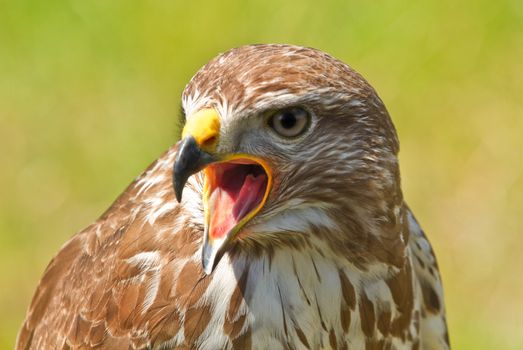 Ferruginous hawk or Butea regalis in side angle view screaming