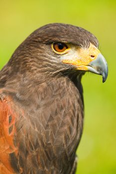 Head of Harris Hawk or Parabuteo unicinctus in side angle view - also called Dusty- or Baywinged hawk