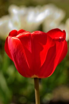 The photo shows a red tulip on a blurred background of a group of white tulips and leaves.