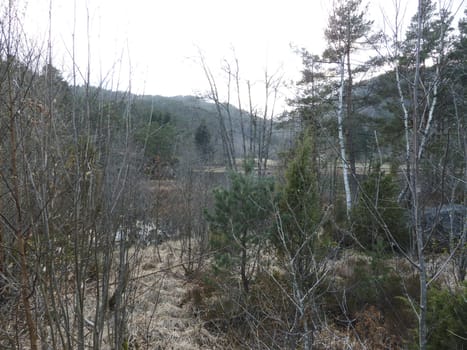 rural forest in norway with conifers