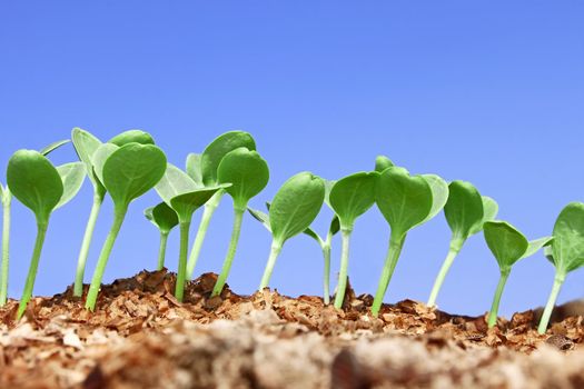 Small watermelon seedling growing in wet wooden sawdust against blue sky