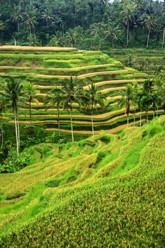 Rice field irrigation