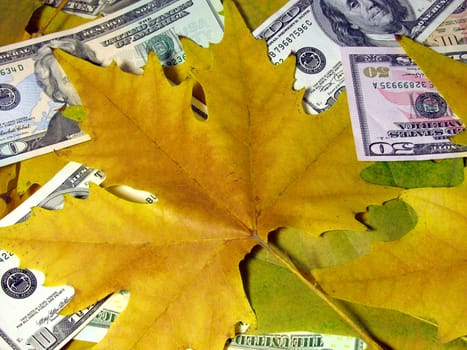 heap of dollars with dry maple leaves