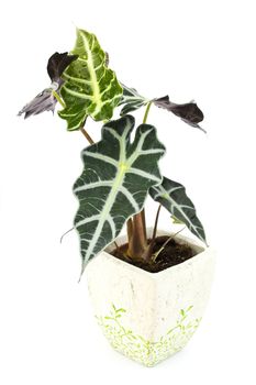 Alocasia.Isolated flower in pot.