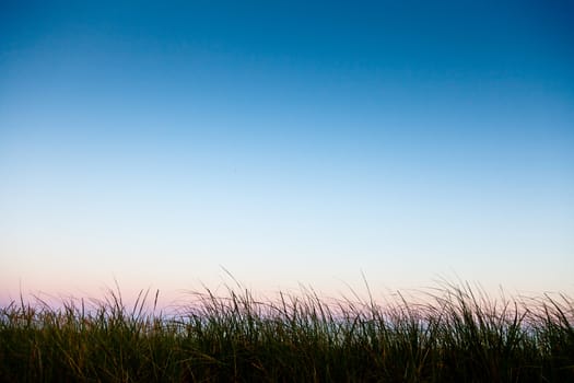 Long grass in silhouette with room for text