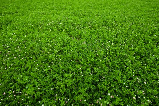 Texture overgrown clover