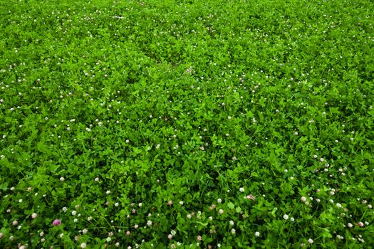 Texture overgrown clover