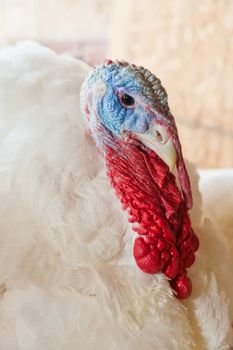 Close-up of a turkey