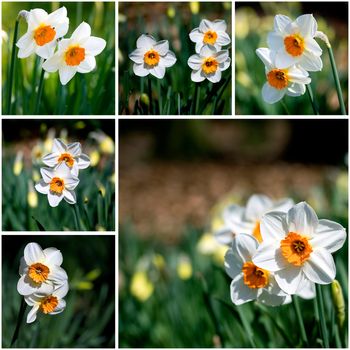 narcissus flowers