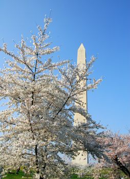 Cherry Blossom near Washington Monument structure in Washington DC USA