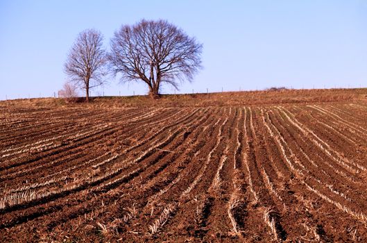 view on plowed field with trees on the horizon
