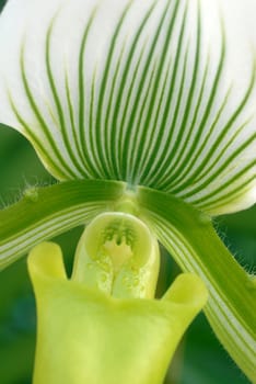 Green White Paphiopedilum callosum maudiae orchid flower in bloom in spring