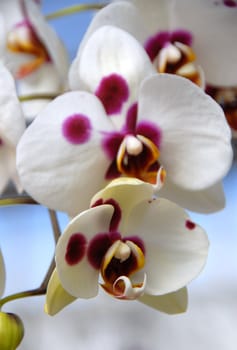 Phalaenopsis Pink white orchid flower in bloom in spring