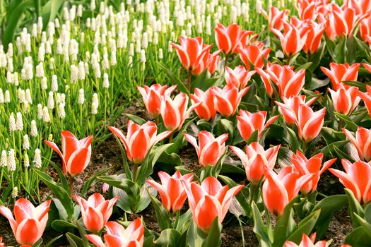 field with striped red and white tulips outdoors
