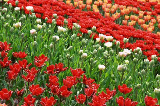 fields with differents colors of tulips outdoors