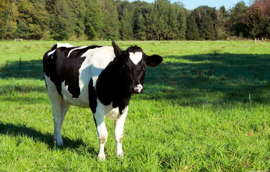 young black and white cow on the green pasture