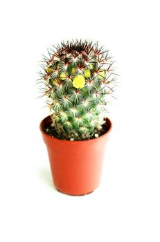 blossoming cactus in a pot on white background