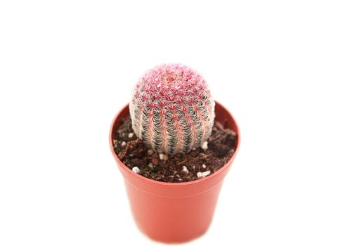 cactus in a flowerpot over white background