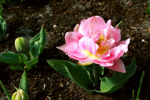 growing small pink tulip on the ground