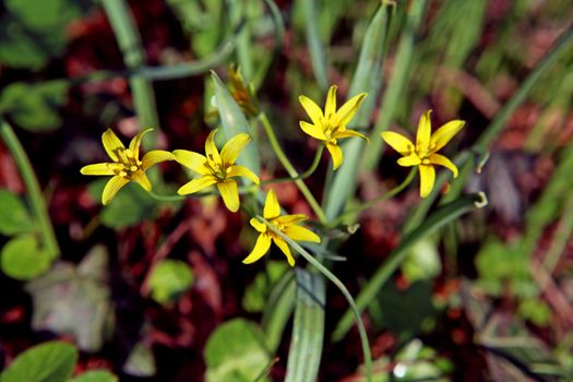 yellow spring flowers - Gagea lutela  L. outdoors