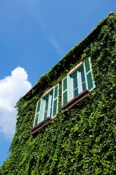 Windows on a wall covered with grapes vine