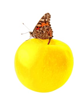 butterfly (Painted Lady) on yellow apple over white