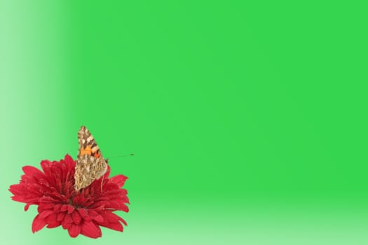 green background with butterfly (Painted Lady) on flower (chrysanthemum)