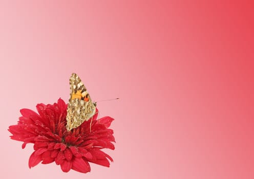 butterfly (Painted Lady) on flower