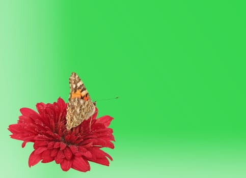 green background with butterfly on flower