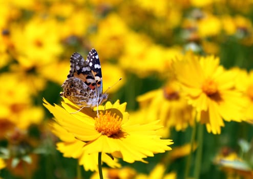 butterfly on flower in garden