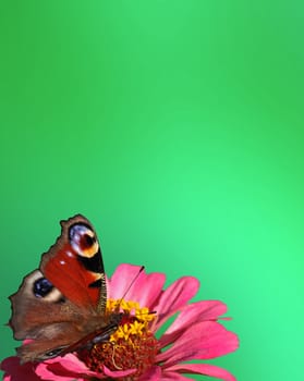 green background with butterfly (european peacock) on flower