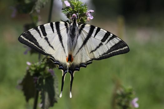 butterfly (Scarce Swallowtail) on meadow
