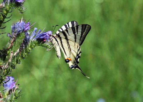 butterfly (Scarce Swallowtail) in a grass