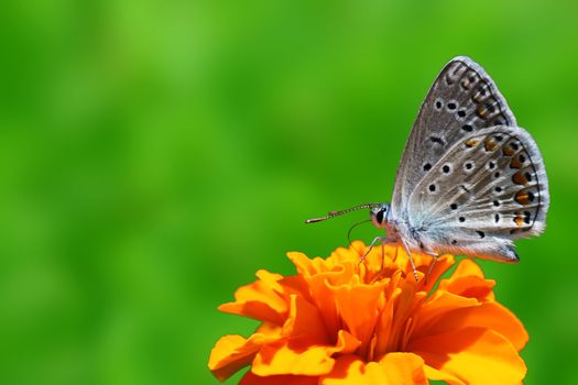 butterfly (lycaenidae) sitting on flower (marigold)