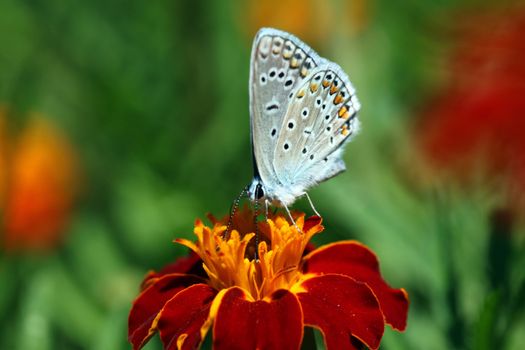 butterfly (lycaenidae) sitting on flower (marigold)