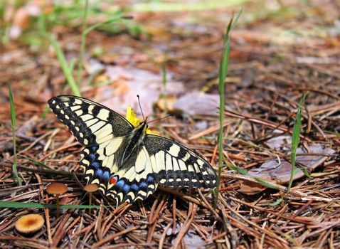 butterfly (machaon) sitting on flower in forest