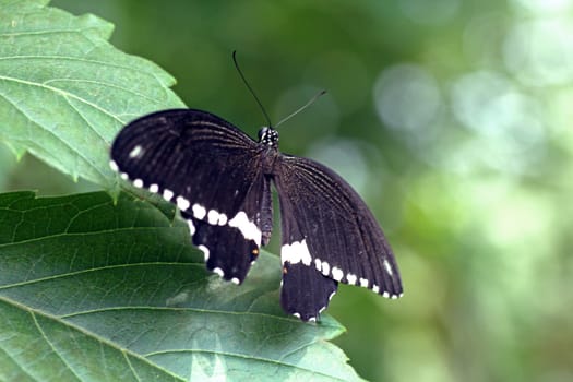 black butterfly sitting on a leaf