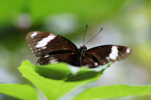 The Great Eggfly butterfly sitting on green leaf